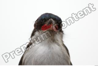 Cuban Trogon-Priotelus temnurus 0010